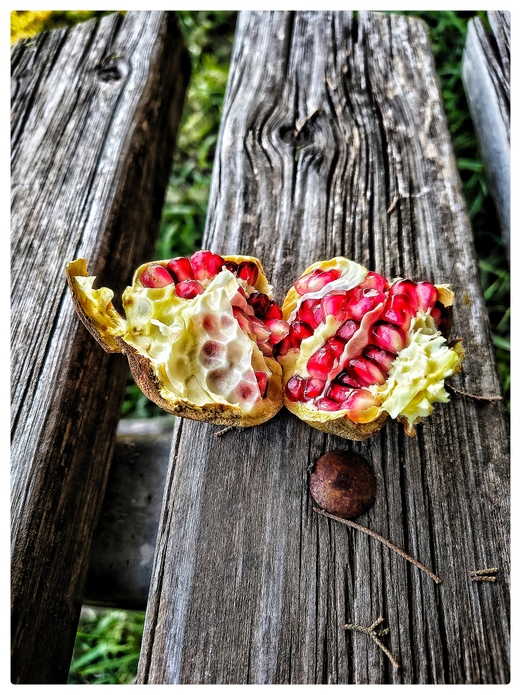 Red pomegranate Red pomegranate