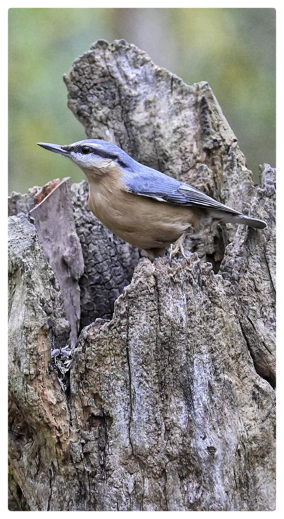 Sitta europaea Sitta europaea